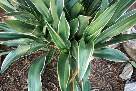 長青植物|オモト（万年青）とは｜育て方がわかる植物図鑑｜みんなの趣味 